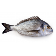 ДОРАДО 400-600 - Фото