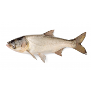 Толстолоб охлажденный размерный от 20кг - Фото