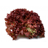 САЛАТ ЛОЛО РОССО КГ - Фото