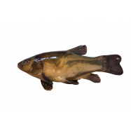 Линь охлажденный - Фото