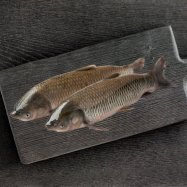 Амур белый охлажденный - Фото