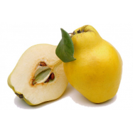 АЙВА КГ - Фото