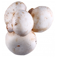 БІЛИЙ ГРИБ КГ - Фото