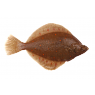 КАМБАЛА ПЛЕЙС - Фото