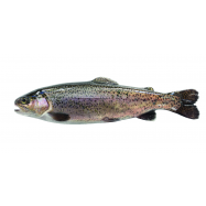 ФОРЕЛЬ 3-4 КГ - Фото