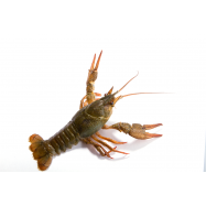 Раки живые - Фото