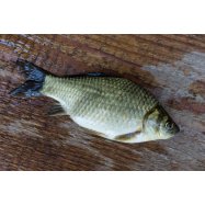 КОРОП ЖИВИЙ 0,8-2КГ - Фото