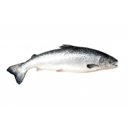 Лосось Охолоджений Розмірний Ряд 4-5 - Фото