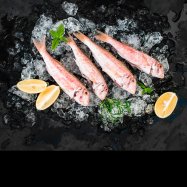 КЕФАЛЬ 300/500 - Фото