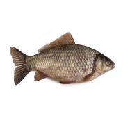 Карась Днепровский живой размерный ряд 0,35-1,5кг - Фото