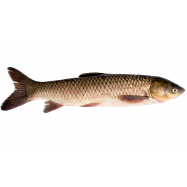 Амур белый охлажденный  размерный ряд от 10кг - Фото