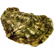 СТАРА ЗЕЛАНДІЯ - Фото