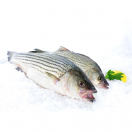 СОНЯЧНИЙ ОКУНЬ 0,5-1,0 - Фото