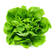 САЛАТ ДУБОЛИСТИЙ КГ - Фото