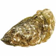 САН ФЛАУЕР №1 - Фото