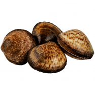 МОЛЮСК ВЕНЕРА, КГ - Фото