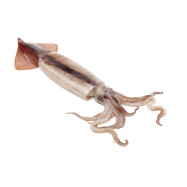 КАЛЬМАР 6/10 - Фото