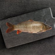 Карп охлажденный размерный ряд от  2кг - Фото