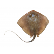 СКАТ ЧОРНОМОРСЬКИЙ - Фото