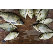 КОРОП ОХОЛОДЖ. 2- КГ - Фото