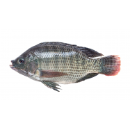 Тиляпия охлажденная - Фото