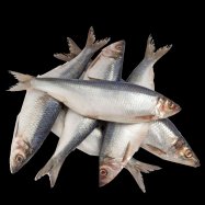 ОСЕЛЕДЕЦЬ ДУНАЙСЬКИЙ - Фото