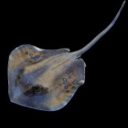 Скат стейк охлажденный - Фото