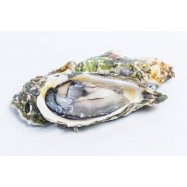 УСТРИЦІ 7 ШТ/КГ - Фото