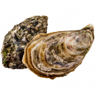 СВЯТИЙ ПАТРІК №2 - Фото