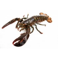 ОМАР НОРВЕЗЬКИЙ - Фото